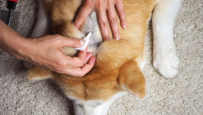 Ein Spot-on-Zeckenmittel wird auf einen Hund aufgetragen