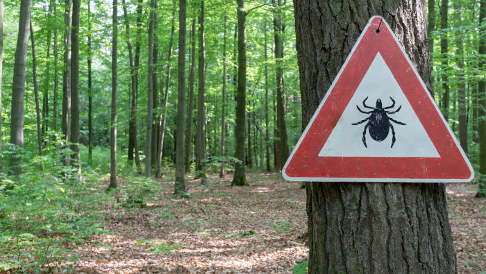 Zecken sind gefährlich - es gibt sie unter anderem im Wald
