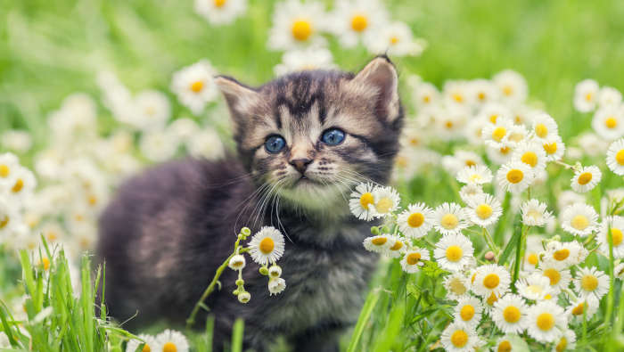 Katzenwelpe in Blumenwiese. Zeckengefährdet.