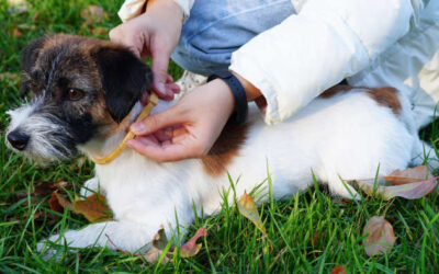 Zeckenhalsband für Hunde: Wie gut ist der Schutz vor Zecken?