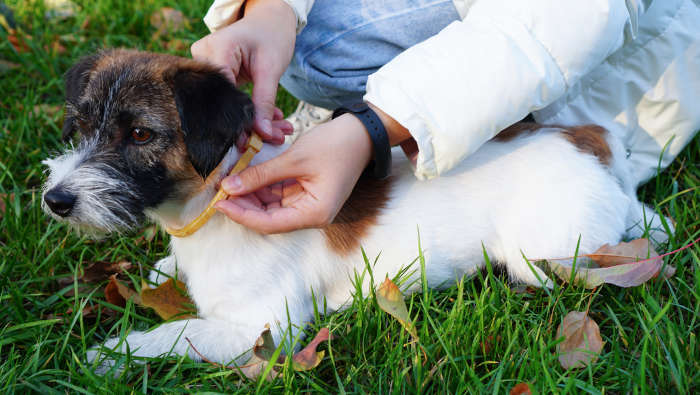 Ein Zeckenhalsband wird um den Hals eines kleinen Hundes gelegt