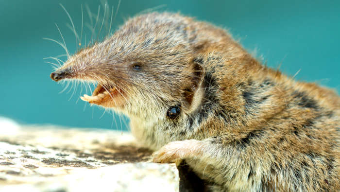 Eine Spitzmaus mit einer großen Zecke am Hals. Spitzmäuse sind natürliche Feinde der Zecken