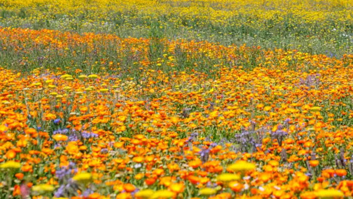 Ringelblumen, so weit das Auge reicht- perfekte Zeckenabwehr
