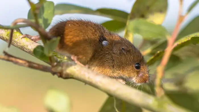 Eine Maus mit deutlich sichtbarem Zeckenbefall. So kommen die Zecken in den Garten